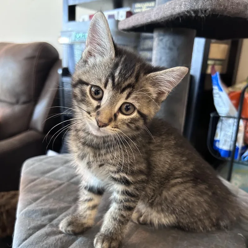 A baby small-sized male Brown / Chocolate Domestic Medium Hair cat named Maverick Tabby for adoption in Potomac, MD