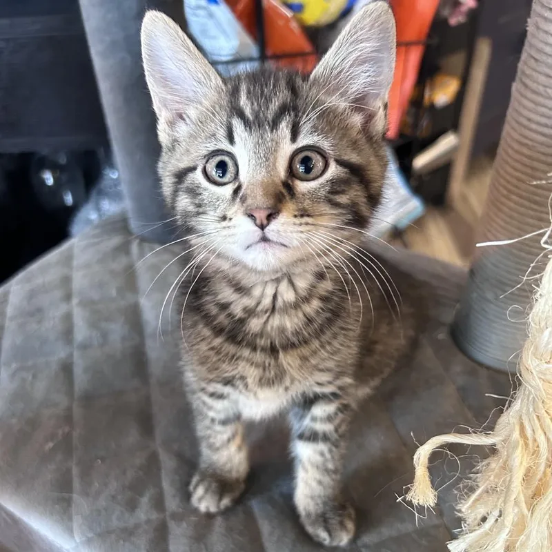 Maverick Tabby thumbnail 2