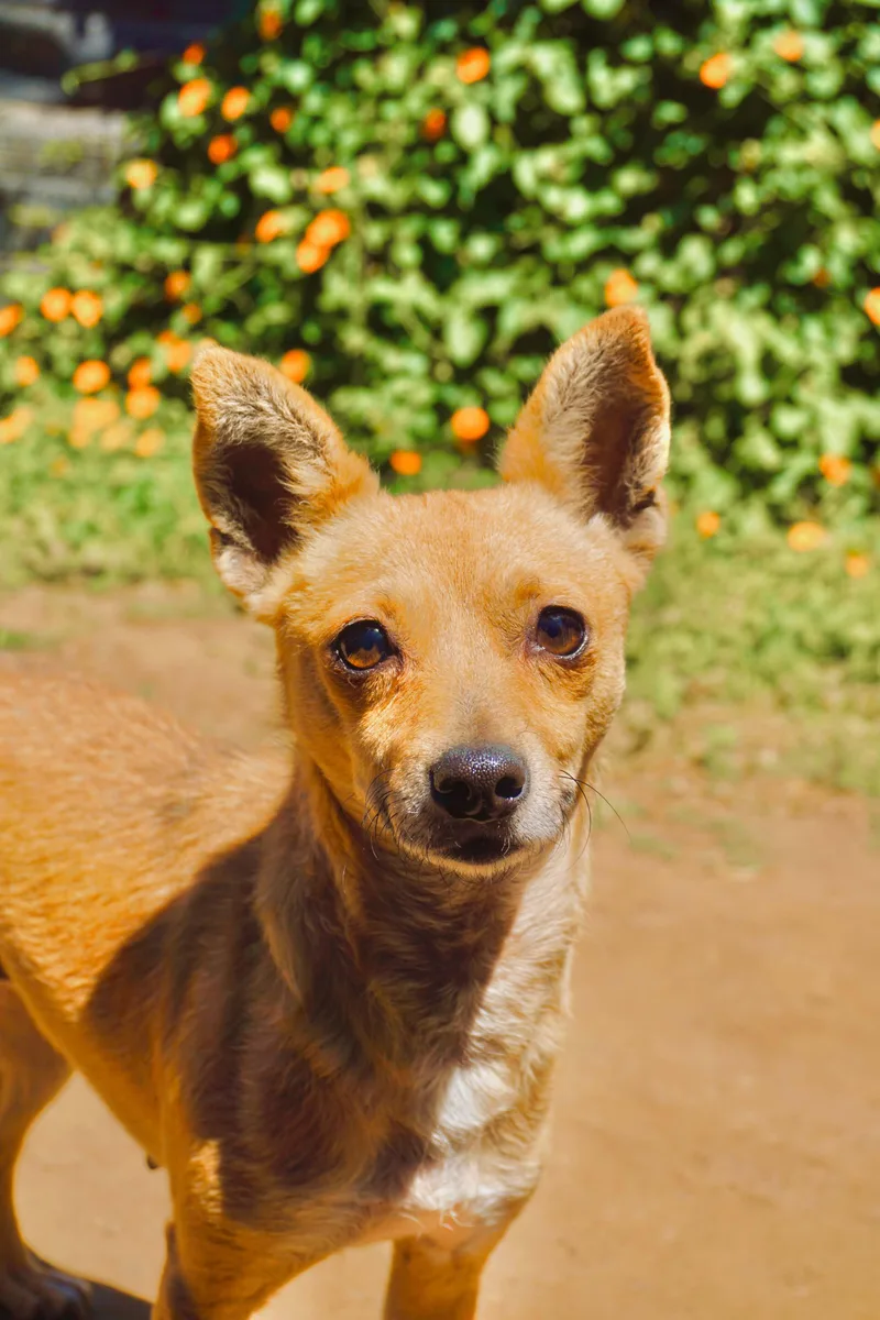 An adult small-sized female Chihuahua dog named Margarita for adoption in San Diego, CA