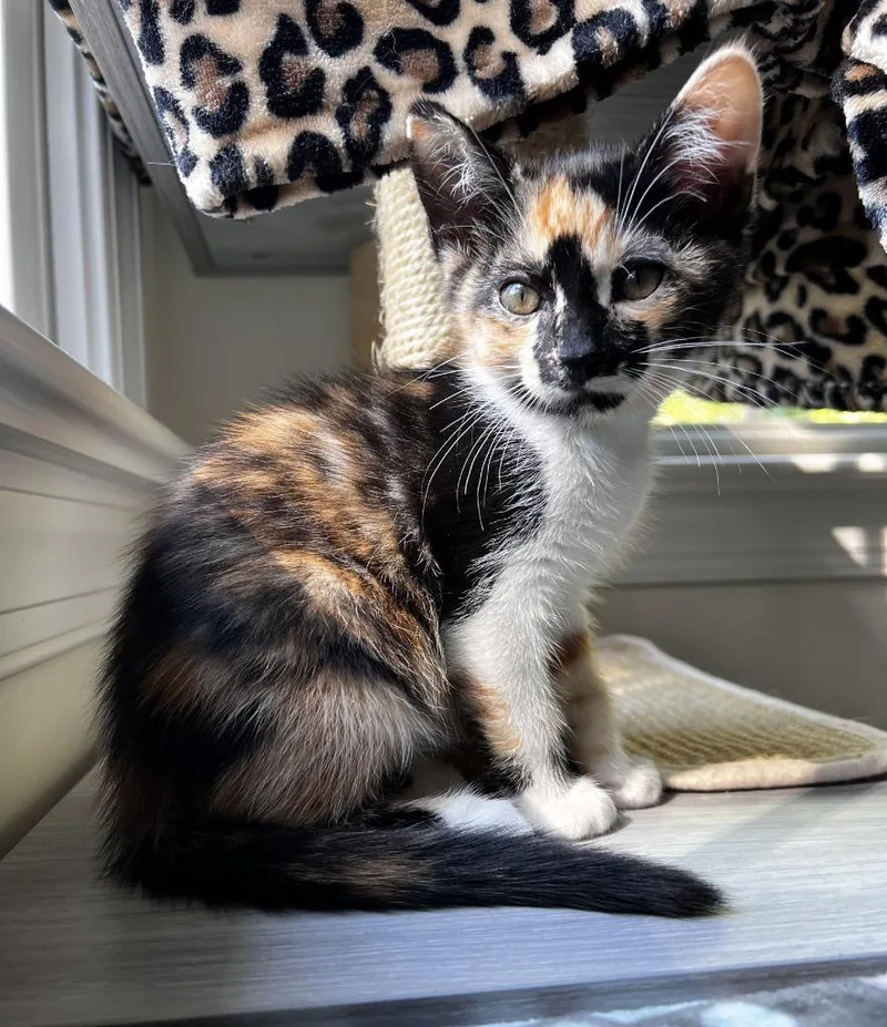 A baby medium-sized female Domestic Short Hair cat named Chloe for adoption in Youngsville, NC