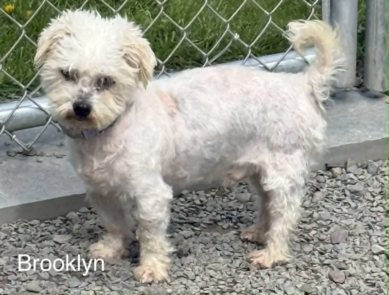 An adult small-sized female Yellow / Tan / Blond / Fawn Mixed Breed dog named Brooklyn for adoption in Hop Bottom, PA