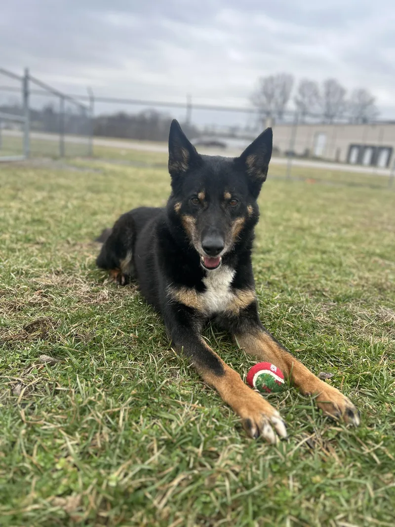 An adult medium-sized female Black Shepherd dog named Luna for adoption in Mount Sterling, KY