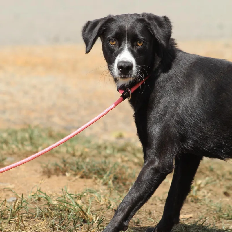 A young medium-sized female Black Labrador Retriever dog named Layla for adoption in Columbia, SC