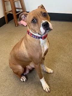 A young medium-sized female Yellow / Tan / Blond / Fawn Pit Bull Terrier dog named Mocha for adoption in Cleveland, OH