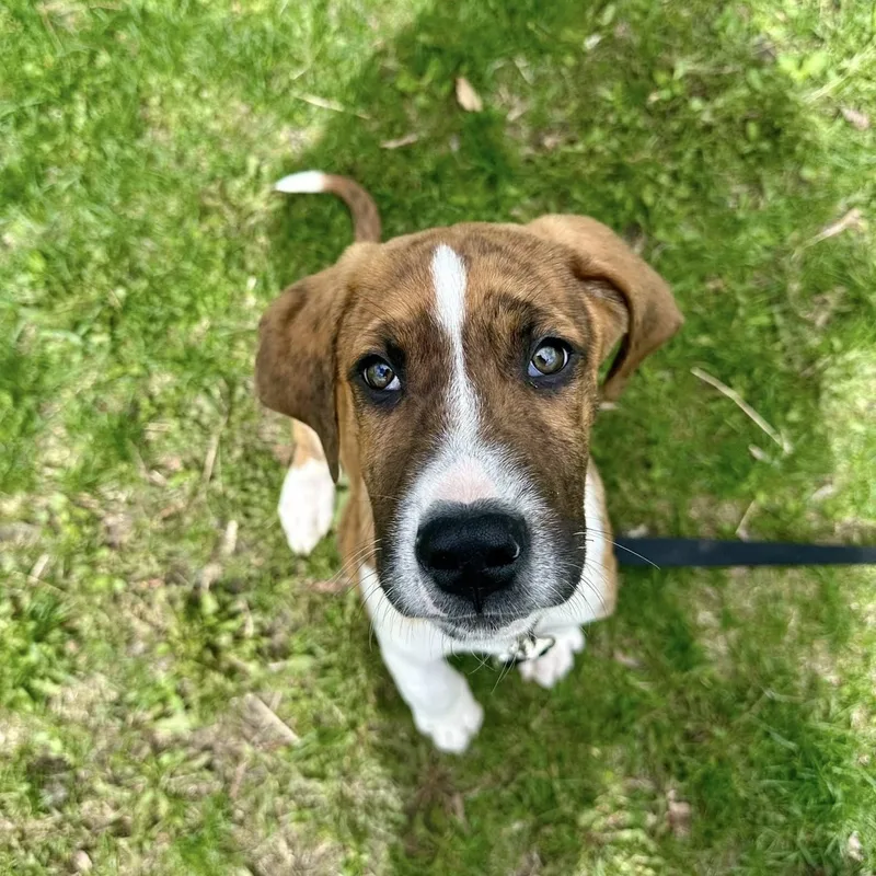 A baby large-sized male Mixed Breed dog named Busteraffectionate  Smart  for adoption in Oshkosh, WI