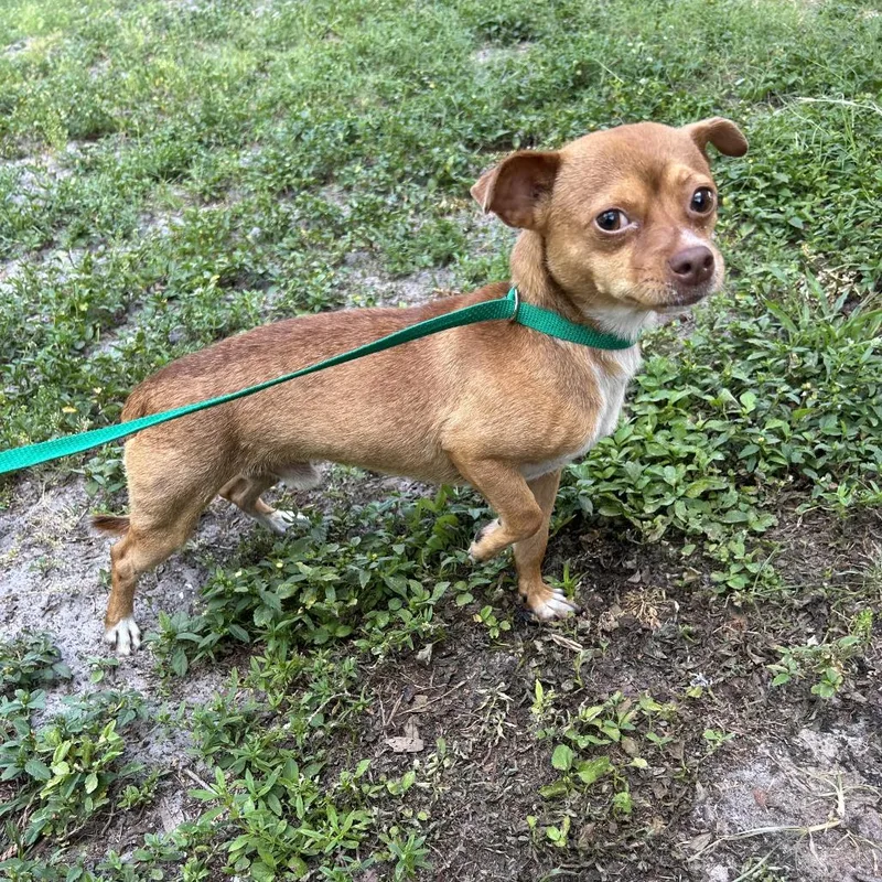 An adult small-sized male Brown / Chocolate Chihuahua dog named Mort for adoption in Seminole, FL