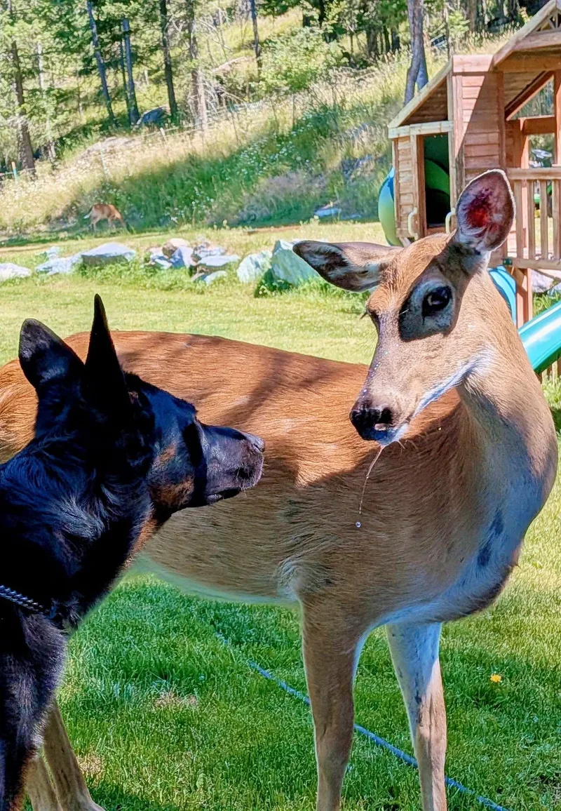 A young large-sized male Black German Shepherd Dog dog named Maximus for adoption in Arlee, MT
