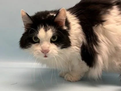An adult small-sized female Domestic Long Hair cat named Queenie for adoption in Golden Valley, MN
