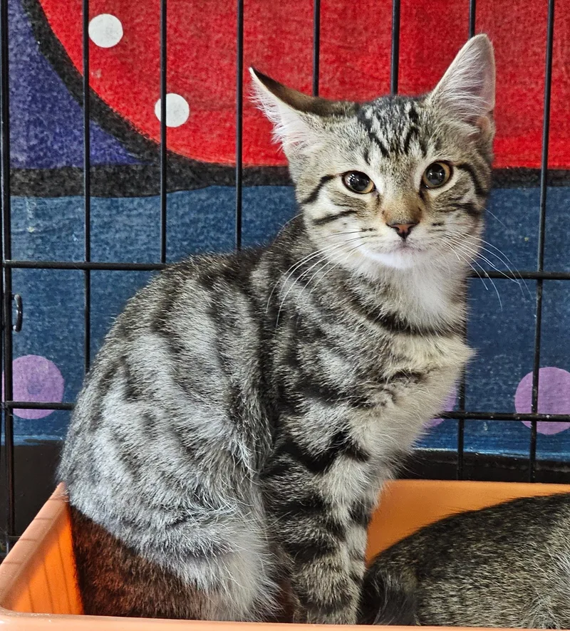 A baby medium-sized male Tabby (Tiger Striped) Domestic Short Hair cat named Apple Tea for adoption in Breinigsville, PA