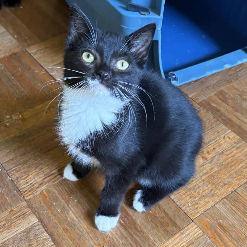 A baby medium-sized male Black Domestic Short Hair cat named Louie for adoption in Avon, NY