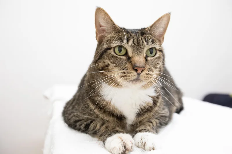 A senior medium-sized female Tabby (Tiger Striped) Domestic Short Hair cat named Hula for adoption in Montclair, NJ