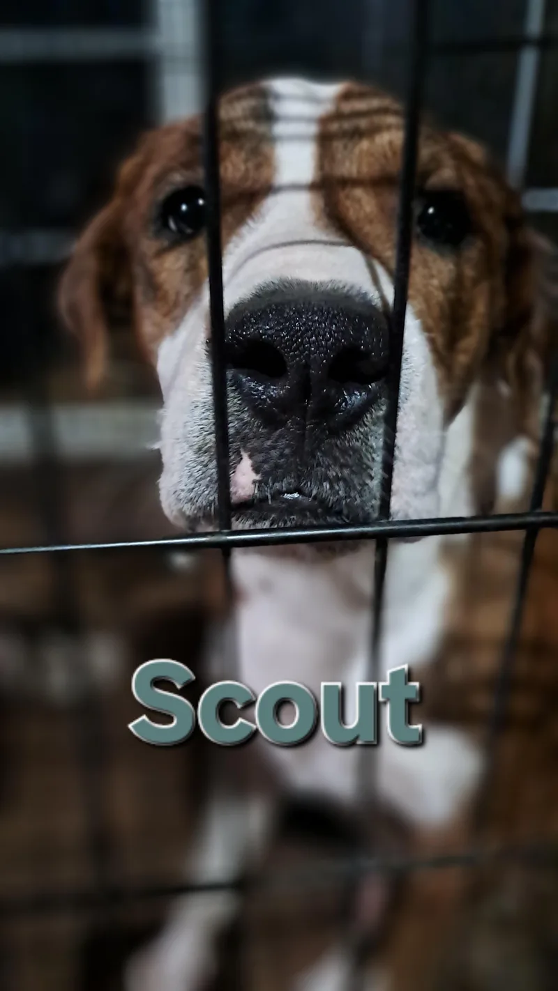 Scout