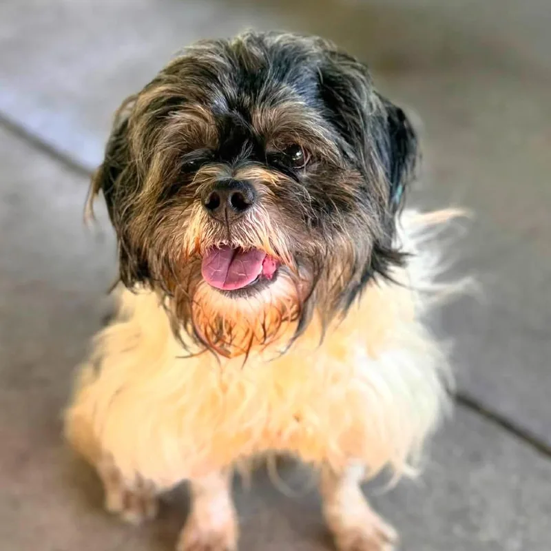 An adult small-sized male Black Shih Tzu dog named Cesar  Chino Hills for adoption in Chino Hills, CA