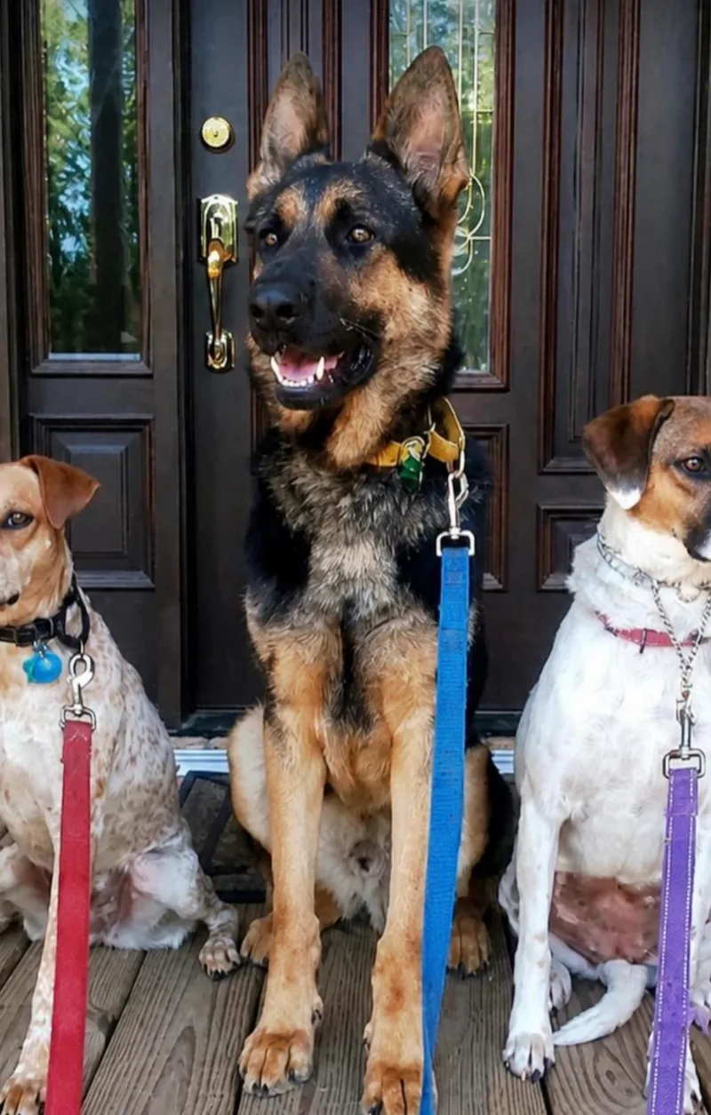 A young large-sized male German Shepherd Dog dog named Zeke for adoption in Charleston, SC