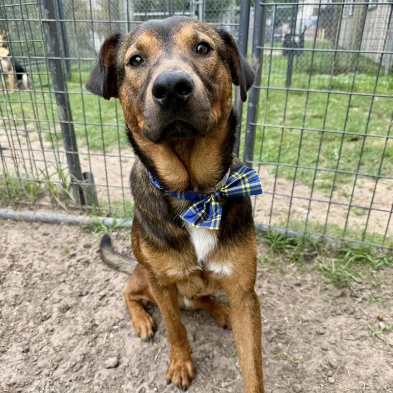 A young medium-sized male Yellow / Tan / Blond / Fawn Shepherd dog named Chavo for adoption in Pittsburgh, PA