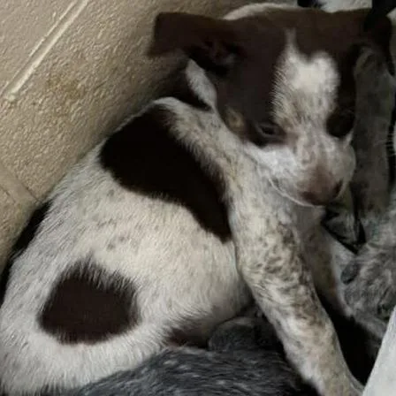 A baby small-sized female Brown / Chocolate Australian Cattle Dog / Blue Heeler dog named Buttercup for adoption in Shinnston, WV