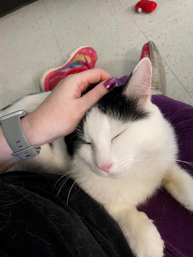 An adult medium-sized male Black & White / Tuxedo Domestic Medium Hair cat named Norman for adoption in Champaign, IL