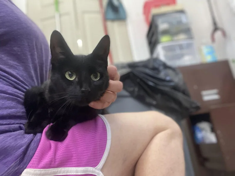 A young medium-sized female Black Domestic Short Hair cat named Lauren for adoption in Trenton, NJ
