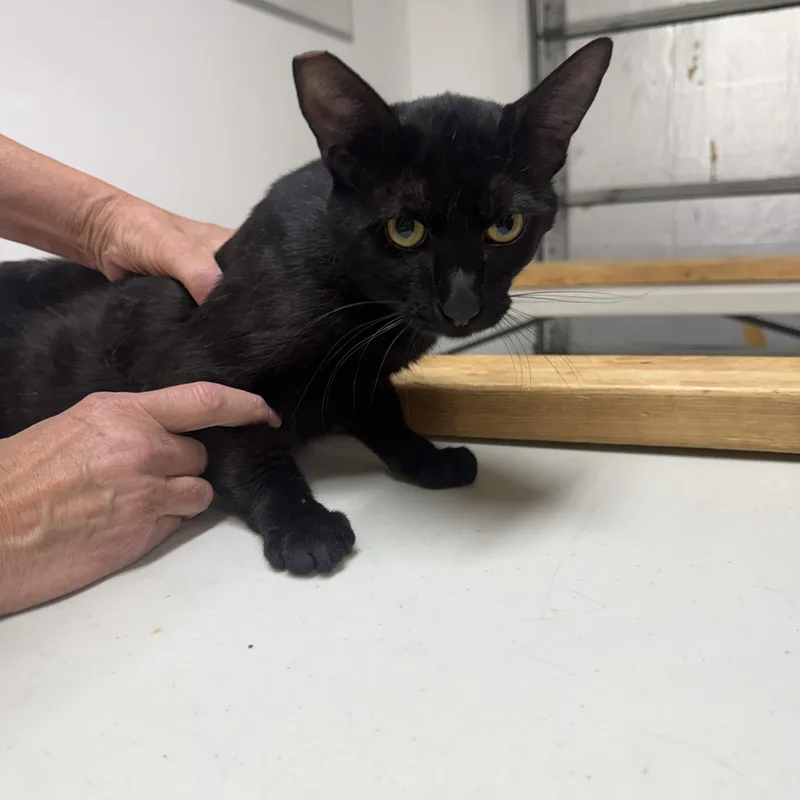 An adult medium-sized male Black Burmese cat named Dark Devine for adoption in Las Vegas, NV