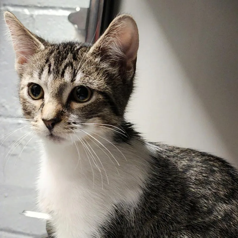 A baby small-sized male Gray / Blue / Silver Domestic Short Hair cat named Ollis for adoption in Columbus, NC