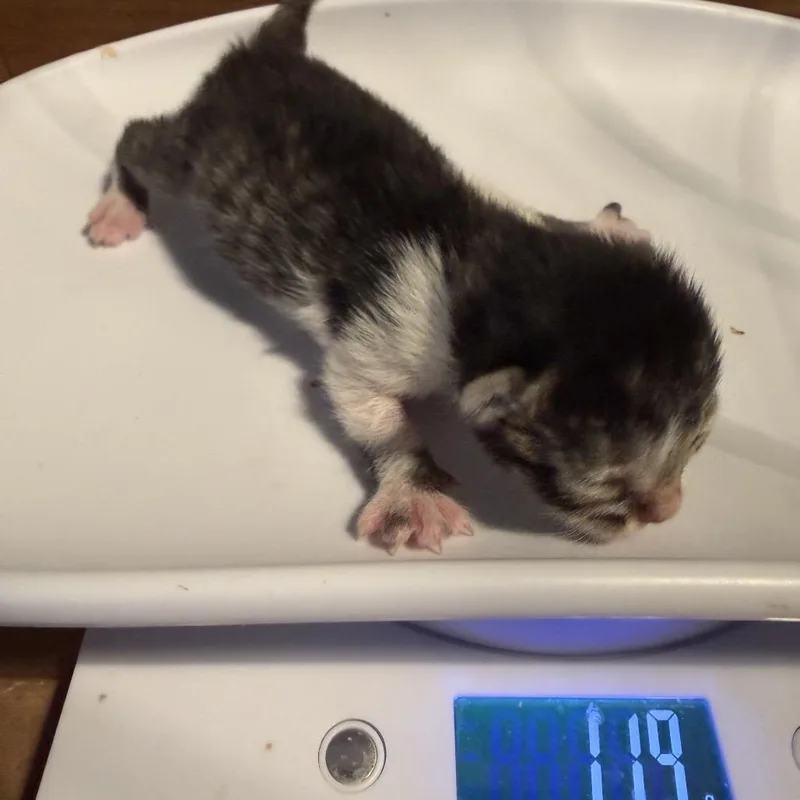 Ollis thumbnail 2