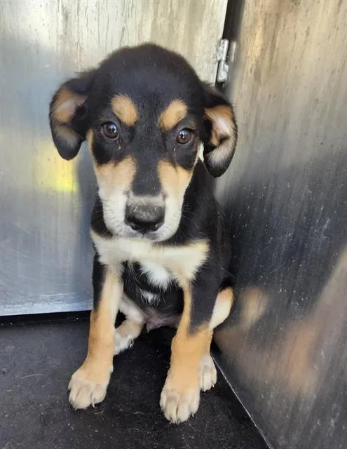 A baby small-sized male Shepherd dog named Yoda for adoption in San Antonio, TX