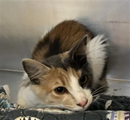 A baby small-sized female Domestic Medium Hair cat named BamBam A for adoption in San Andreas, CA