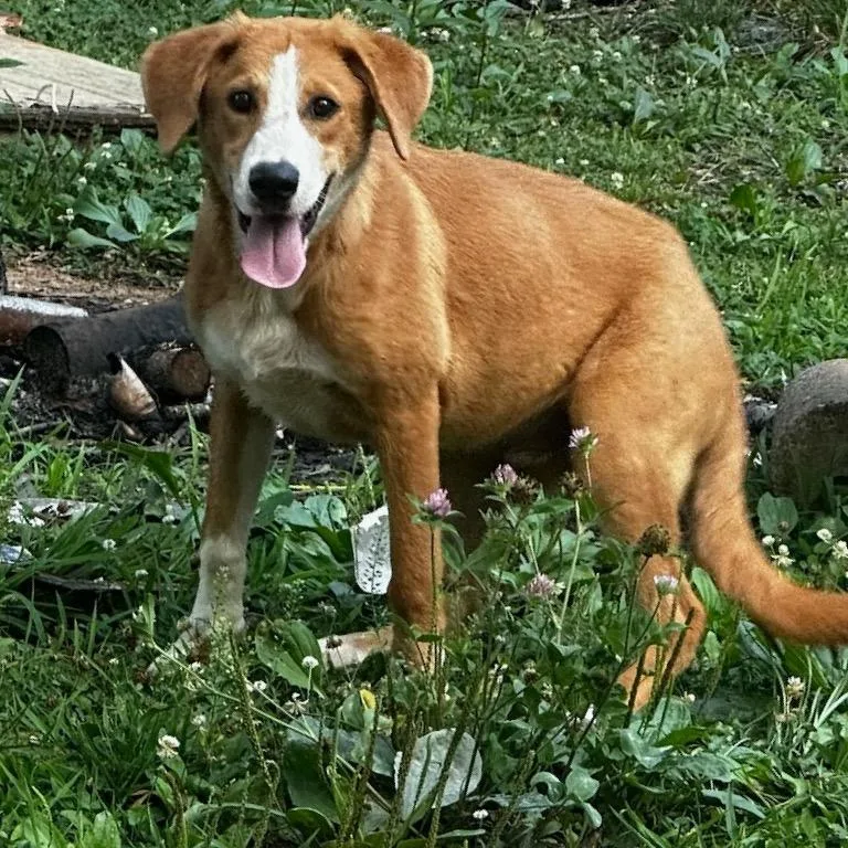 A young small-sized male Yellow / Tan / Blond / Fawn Mixed Breed dog named Milo for adoption in Tupelo, MS