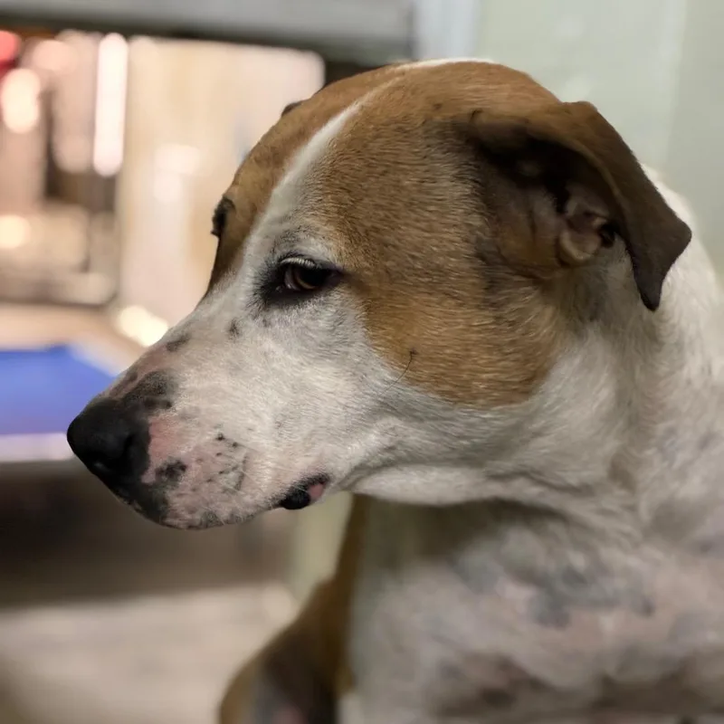 An adult large-sized female White / Cream Pit Bull Terrier dog named Bee for adoption in Eureka Springs, AR