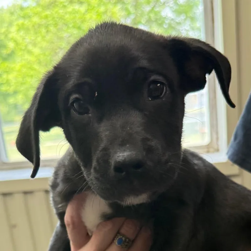 A baby medium-sized male Black Black Labrador Retriever dog named Carlos for adoption in Jacksonville, AR