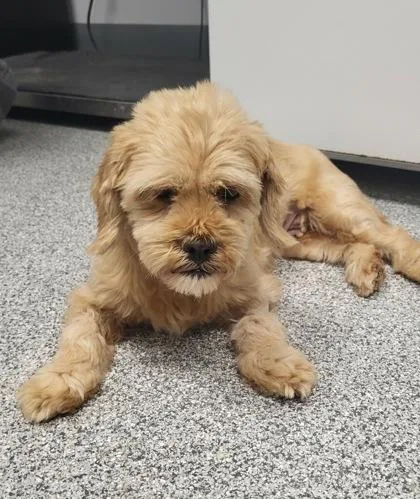 An adult small-sized female Brown / Chocolate Yorkshire Terrier dog named Suzy for adoption in Tinley Park, IL