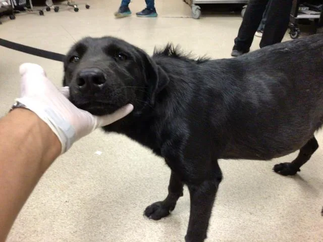 A young large-sized male German Shepherd Dog dog named Koopa for adoption in Riverside, CA