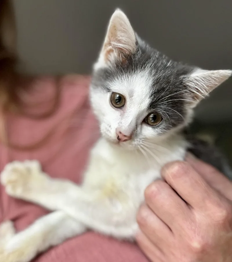 A baby medium-sized female Gray & White Domestic Short Hair cat named Dippy for adoption in Midlothian, VA