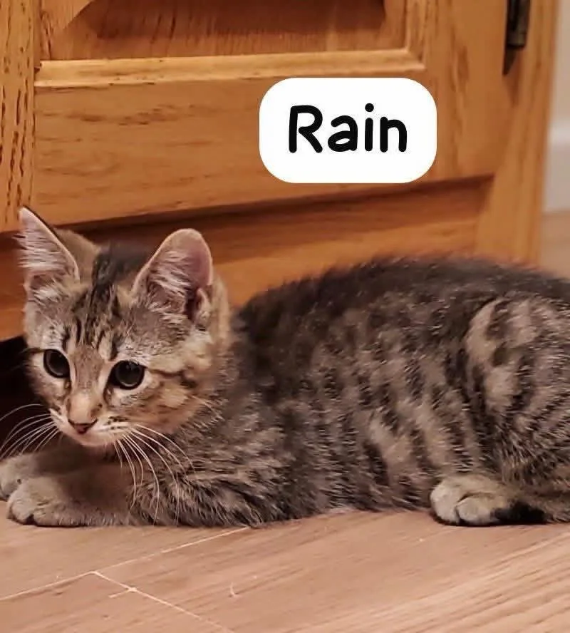 A baby medium-sized female Domestic Short Hair cat named Rain for adoption in Spring Lake, NJ