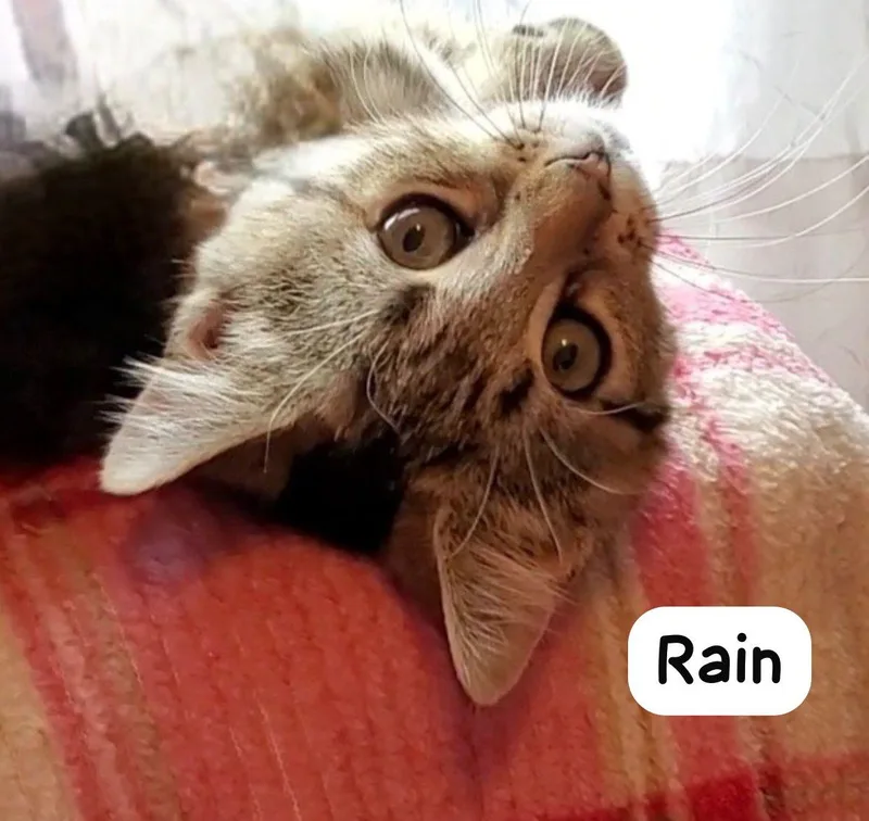 Rain thumbnail 2