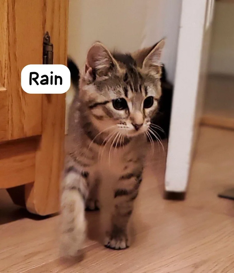 Rain thumbnail 3