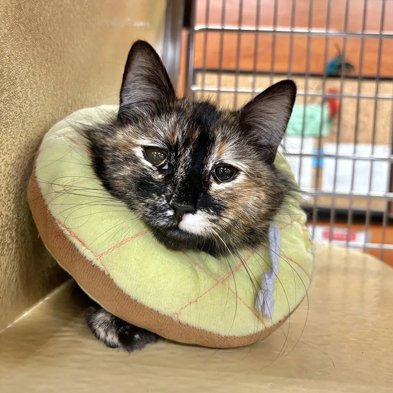 A young medium-sized female Domestic Long Hair cat named Sally for adoption in Sonora, CA