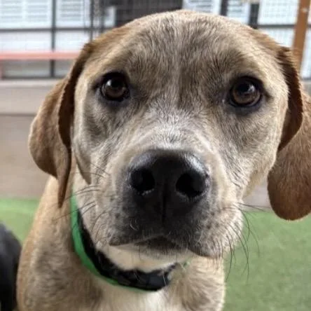 A young large-sized male Brown / Chocolate Yellow Labrador Retriever dog named Koda for adoption in Phoenix, AZ
