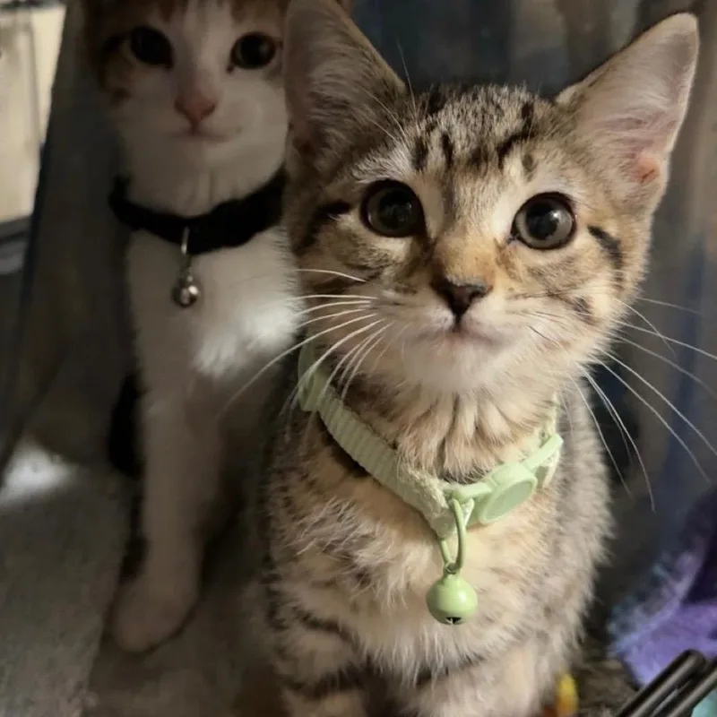 A baby small-sized female Brown / Chocolate Domestic Short Hair cat named End of Time for adoption in Fredericksburg, VA