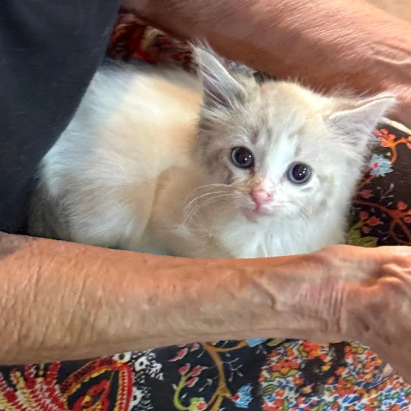 A baby small-sized female White Siamese cat named Cloud for adoption in Houston, TX