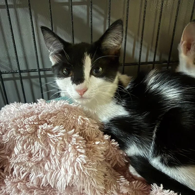 A baby small-sized female Domestic Short Hair cat named Indie for adoption in North Chesterfield, VA