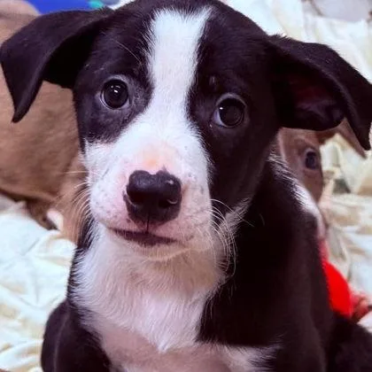 A baby small-sized female Black Labrador Retriever dog named Ketchup for adoption in North Charleston, SC