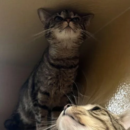 A young medium-sized female Tabby (Brown / Chocolate) Domestic Short Hair cat named Lolly for adoption in Canal Winchester, OH