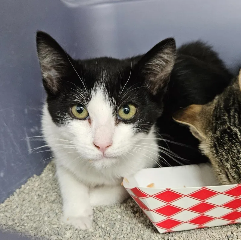 A young small-sized female Domestic Short Hair cat named Gabby for adoption in Los Angeles, CA
