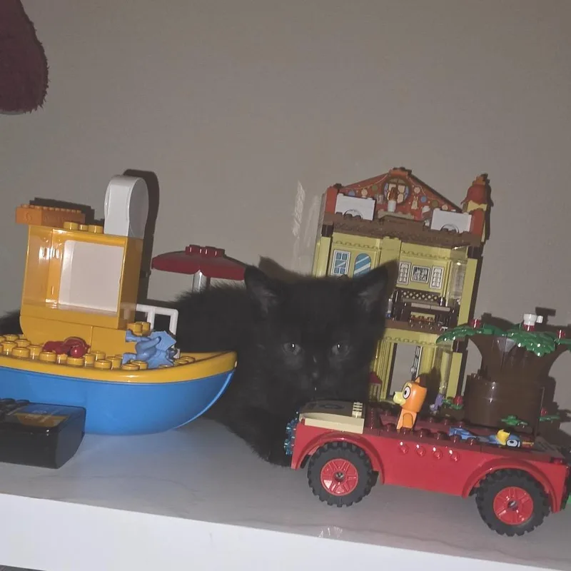 A baby small-sized female Black Domestic Short Hair cat named Kit for adoption in Wheeling, IL