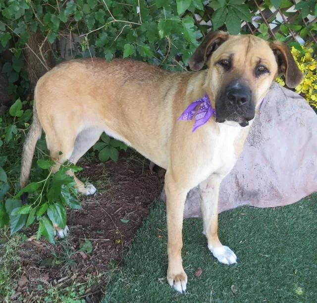 An adult medium-sized female Great Dane dog named Corky for adoption in Oklahoma City, OK