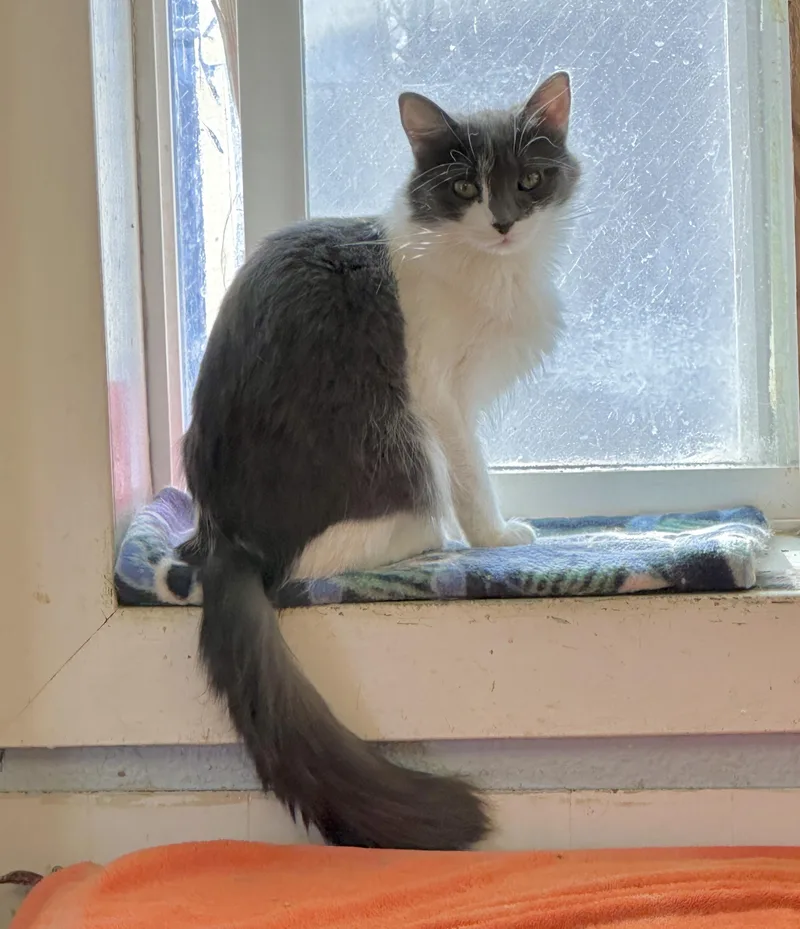 Bridgetshy thumbnail 3