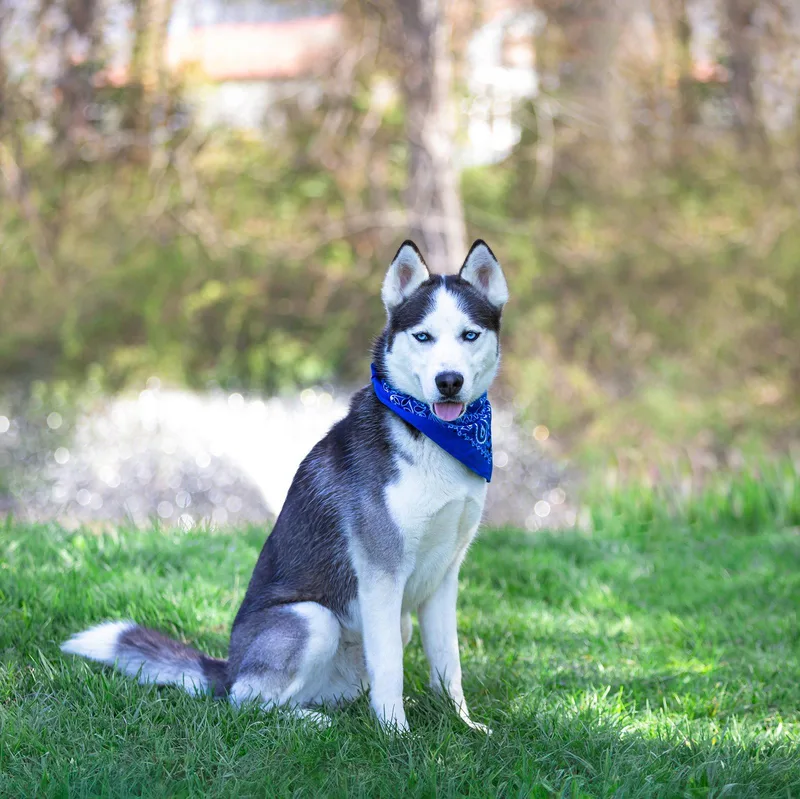 A young medium-sized male Husky dog named Yukon for adoption in Coatesville, PA