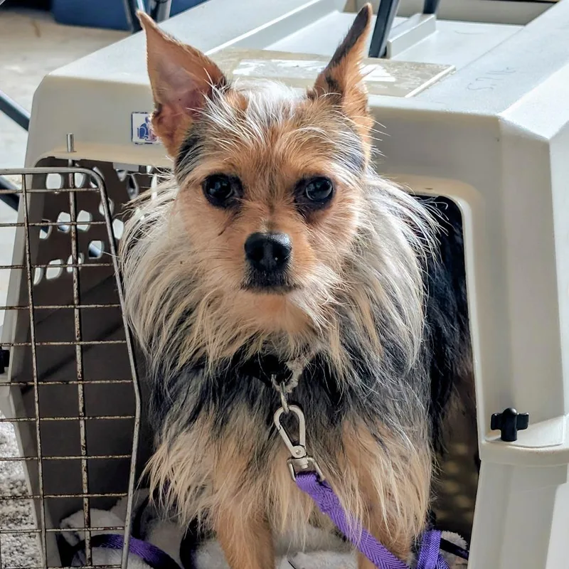 An adult small-sized male Black Chihuahua dog named Elias Di for adoption in Union, MO