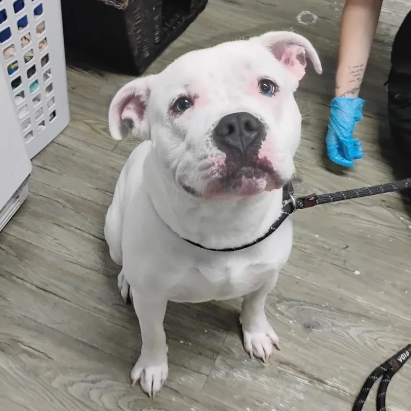 An adult medium-sized male White / Cream Mixed Breed dog named Creed for adoption in Summerville, SC